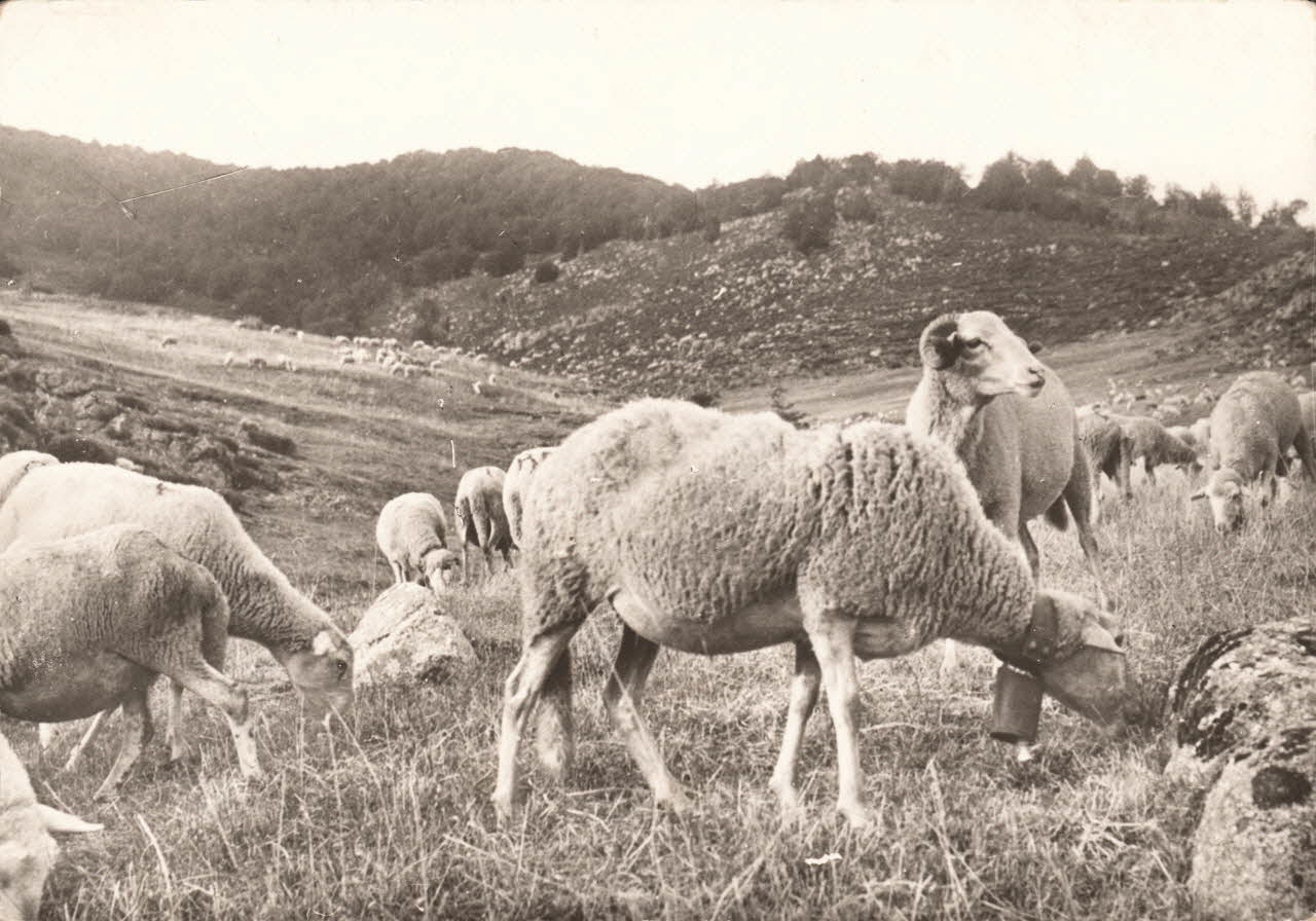 carte postale PATURAGES Gard 1950 021925 Photo