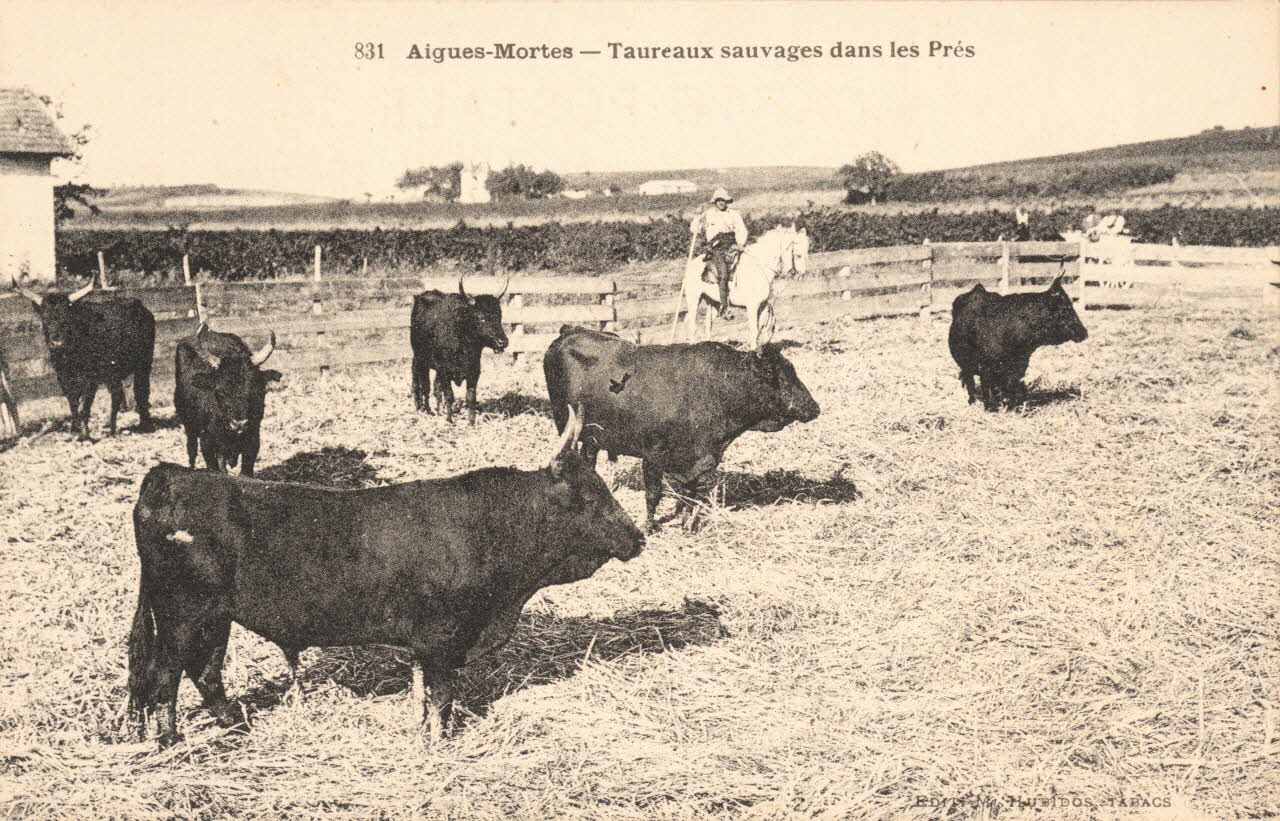 carte postale TAUREAUX SAUVAGES DANS LES PRES Gard 1903-1920 021930 Photo