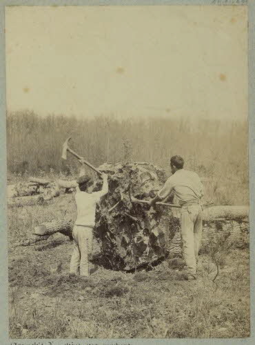 Douchement ; Louis-Frédéric Mahot De La Querantonnais photographie Album n°4 du Musée d'ethnographie du Trocadéro Centre, France 1875-1899 Ph.1944.41.404 Photo
