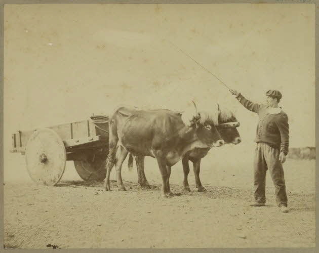 Anonyme photographie Album n°5 du Musée d'ethnographie du Trocadéro Aquitaine, France 1875-1899 Ph.1944.41.495 Photo