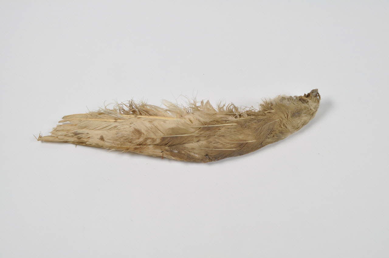 plume 1971.53.28 Photo Mucem