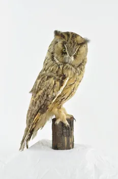 animal naturalisé asio otus 1977 1977.60.38 Photo Mucem