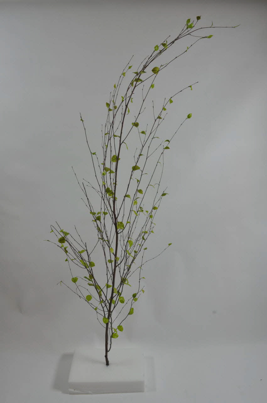 fac-similé 1975.20.77 Photo Mucem