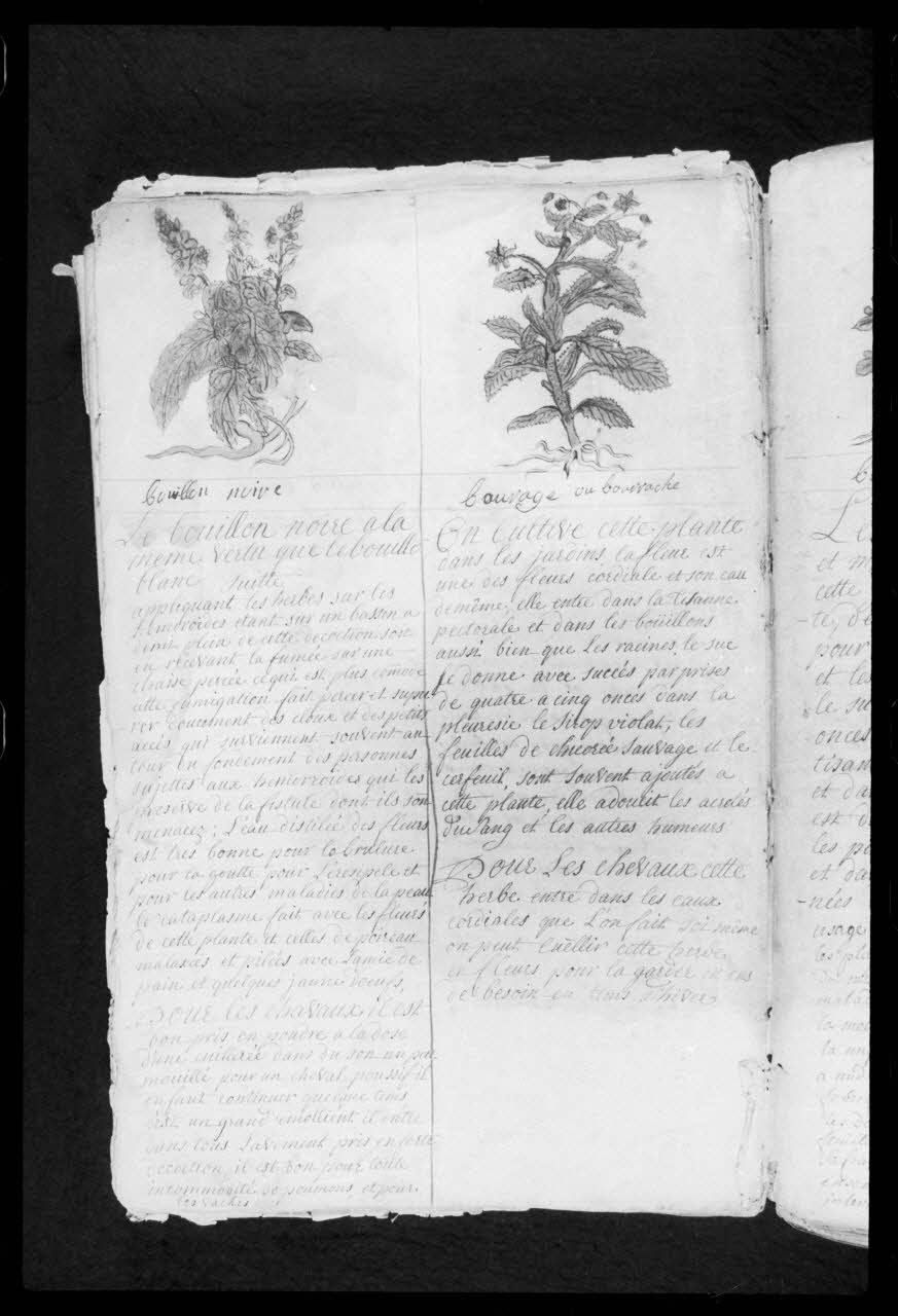 photographie "Le médecin des chevaux". Manuscrit. 1747. Médecine vétérinaire et protection des animaux: thérapeutique par les plantes avec la bourrache et le bouillon noir Ph.1986.104.5 Photo