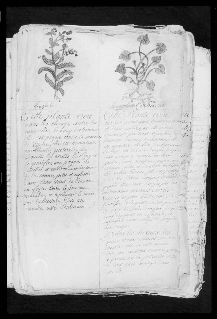 photographie "Le médecin des chevaux". Manuscrit. 1747. Médecine vétérinaire et protection des animaux: thérapeutique par les plantes avec le cabaret et le buglose Ph.1986.104.6 Photo