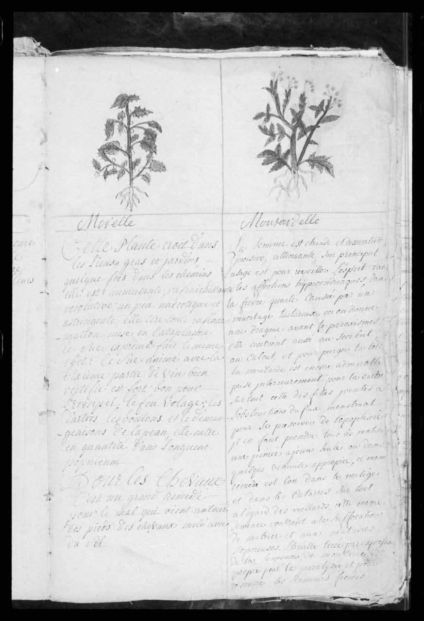 photographie "Le médecin des chevaux". Manuscrit. 1747. Médecine vétérinaire et protection des animaux: thérapeutique par les plantes avec la morelle et la moutardelle Ph.1986.104.7 Photo
