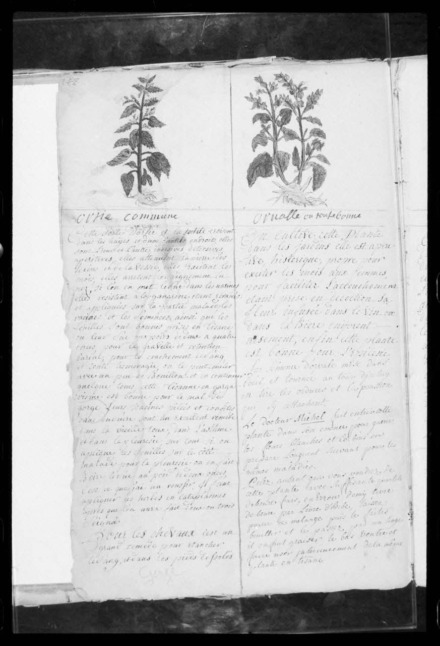 photographie "Le médecin des chevaux". Manuscrit. 1747. Médecine vétérinaire et protection des animaux: thérapeutique par les plantes avec l'ortie commune et l'ornalle Ph.1986.104.8 Photo