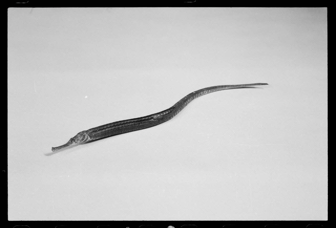 photographie MNATP. Exposition. Après la pluie le beau temps : la météo (23 novembre 1984 - 15 avril 1985) Ph.1986.55.120 Photo