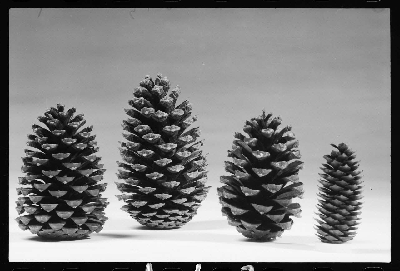 photographie MNATP. Exposition. Après la pluie le beau temps : la météo (23 novembre 1984 - 15 avril 1985) Ph.1986.55.143 Photo