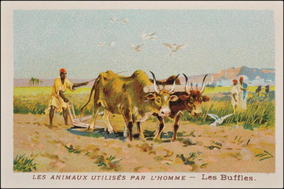 carte réclame chromo 1995.1.1685.2 Photo Mucem