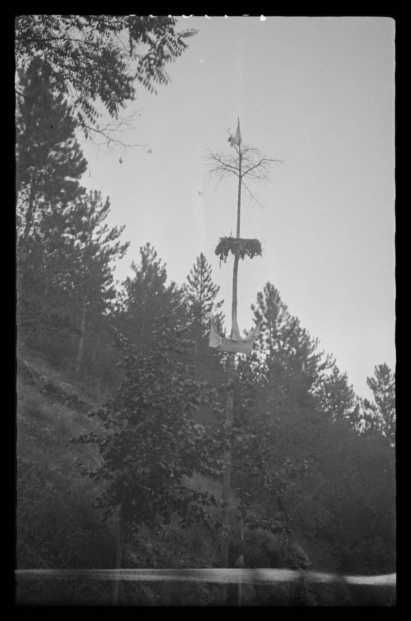 Mireille Place photographie Arbre dressé en l'honneur du maire Languedoc-Roussillon, France 1938/9/3 Ph.1938.10.101 Photo