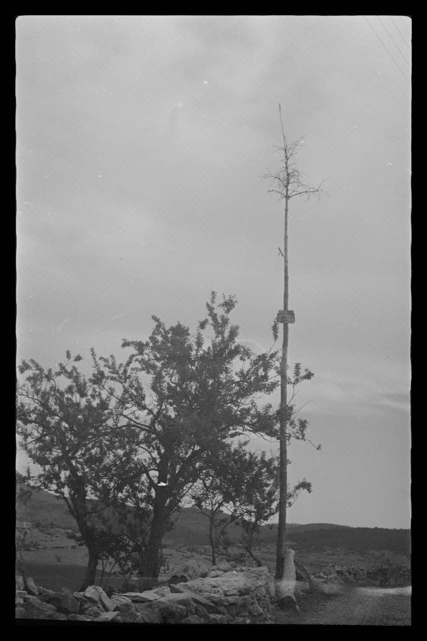 Mireille Place photographie Arbré dressé en l'honneur d'un conseiller adjoint Languedoc-Roussillon, France 1938/9/3 Ph.1938.10.96 Photo