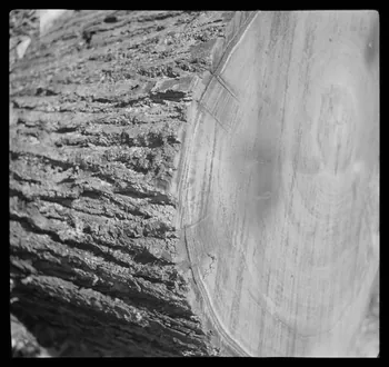 Rappeport photographie Bois de Verrières. Marque de coins sur un tronçon de chêne scié Ile-de-France, France 1938/5/8 Ph.1938.4.30 Photo