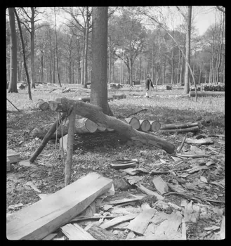 Rappeport photographie Bois de Verrières. Chèvre pour scier le bois Ile-de-France, France 1938/5/8 Ph.1938.4.31 Photo