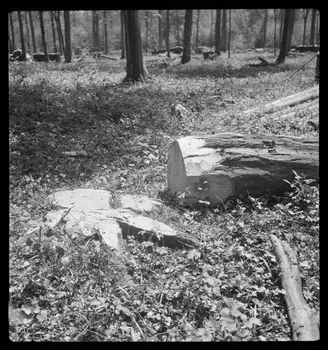 Rappeport photographie Bois de Verrières. Tronc et souche Ile-de-France, France 1938/5/8 Ph.1938.4.33 Photo