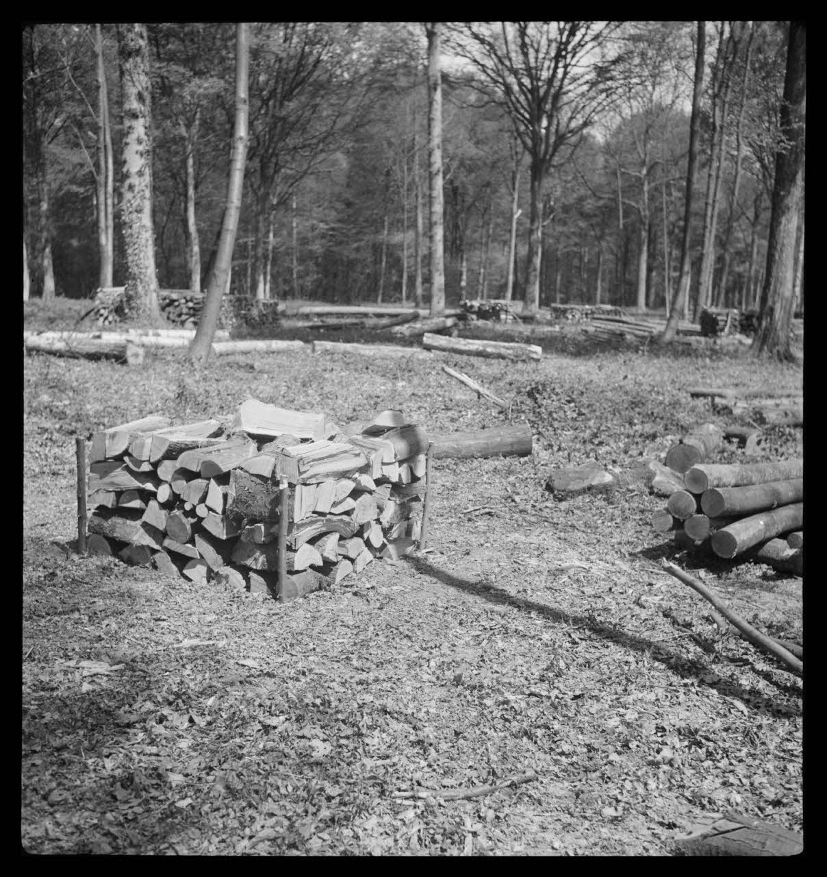 Rappeport photographie Bois de Verrières. Tas de bois Ile-de-France, France 1938/5/8 Ph.1938.4.34  Photo