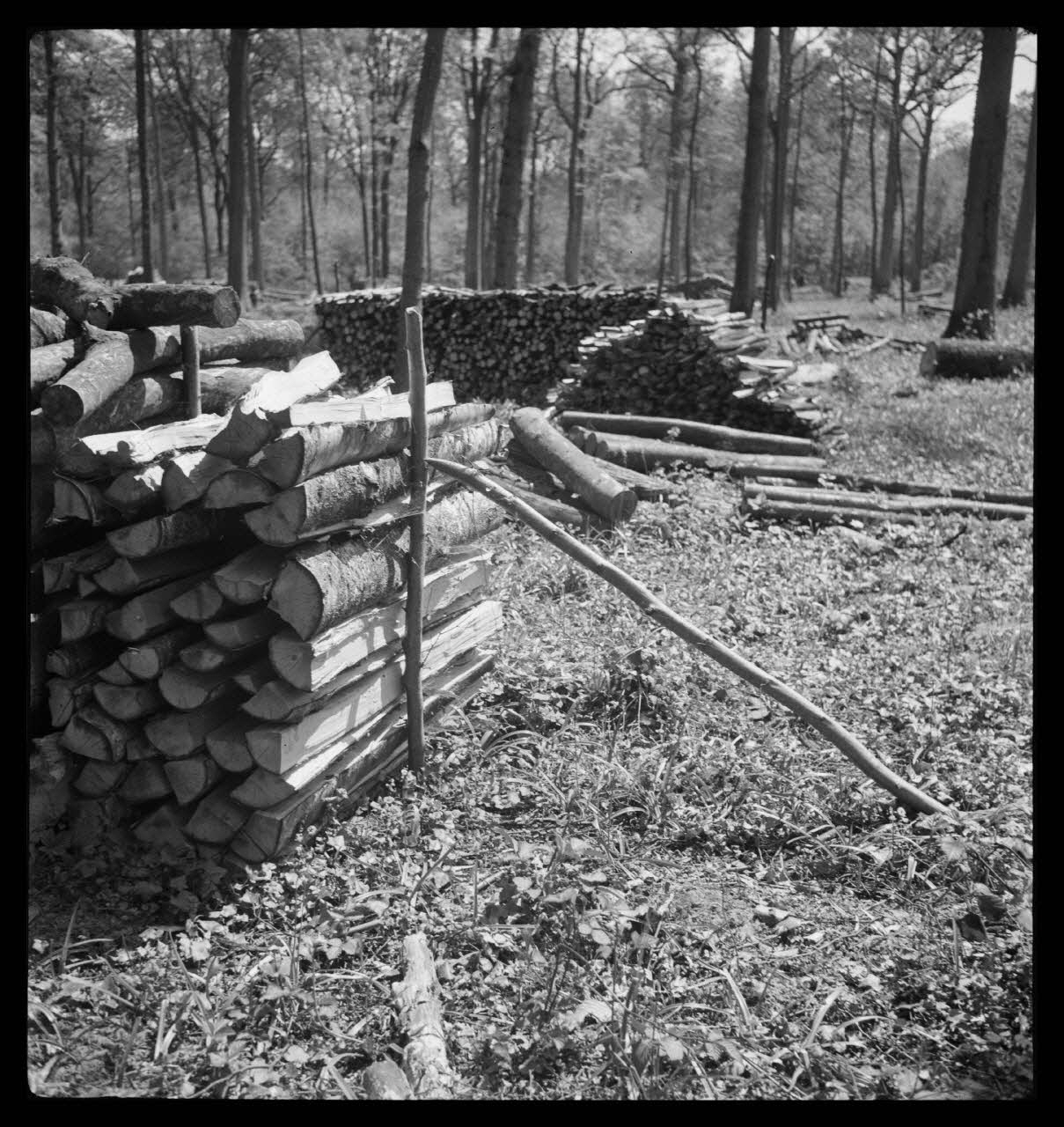 Rappeport photographie Bois de Verrières. Tas de bois Ile-de-France, France 1938/5/8 Ph.1938.4.35  Photo