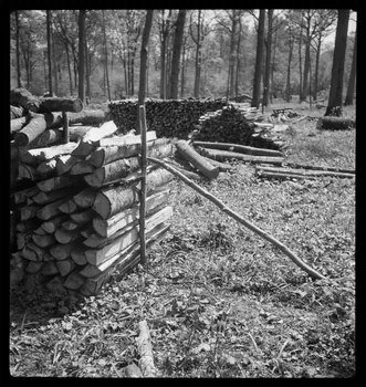 Rappeport photographie Bois de Verrières. Tas de bois Ile-de-France, France 1938/5/8 Ph.1938.4.35 Photo