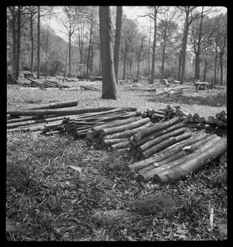 Rappeport photographie Bois de Verrières. Tas de bois Ile-de-France, France 1938/5/8 Ph.1938.4.36 Photo