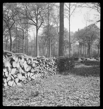 Rappeport photographie Bois de Verrières. Tas de bois Ile-de-France, France 1938/5/8 Ph.1938.4.37 Photo