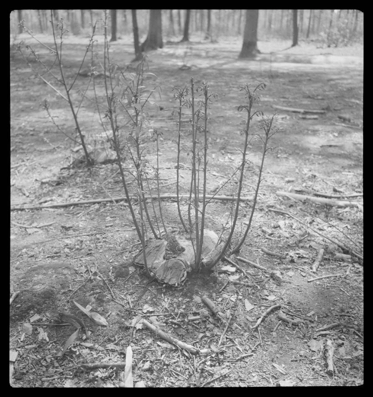 Rappeport photographie Bois de Verrières. Reconstitution du taillis par la souche Ile-de-France, France 1938/5/8 Ph.1938.4.38  Photo