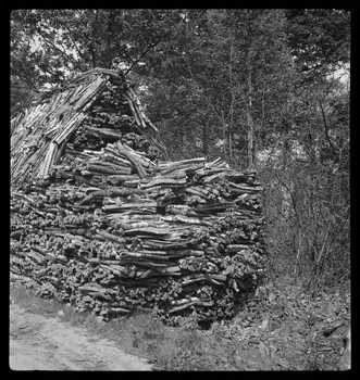 Rappeport photographie Bois de Verrières. Tas de fagots Ile-de-France, France 1938/5/8 Ph.1938.4.41 Photo