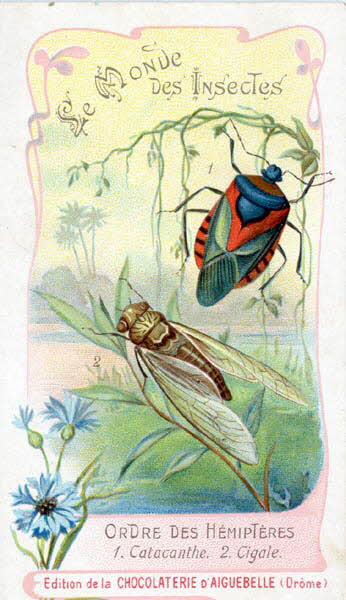 Edition de la Chocolaterie d'Aiguebelle carte réclame chromo 1900 1995.1.3908.7 Photo