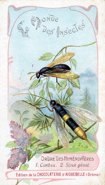 Edition de la Chocolaterie d'Aiguebelle carte réclame chromo 1900 1995.1.3908.9 Photo