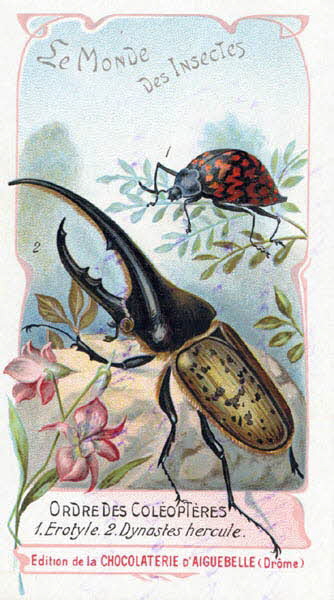 Edition de la Chocolaterie d'Aiguebelle carte réclame chromo 1900 1995.1.3908.14 Photo
