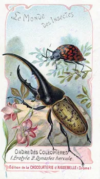 Edition de la Chocolaterie d'Aiguebelle carte réclame chromo 1900 1995.1.3908.14  Photo