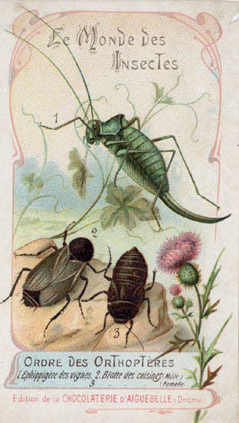 Edition de la Chocolaterie d'Aiguebelle carte réclame chromo 1900 1995.1.3908.13 Photo