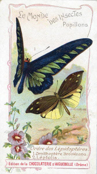 Edition de la Chocolaterie d'Aiguebelle carte réclame chromo 1900-1919 1996.40.441.15 Photo