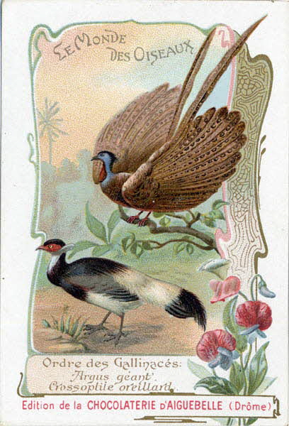 Edition de la Chocolaterie d'Aiguebelle carte réclame chromo 1900-1919 1996.40.442.5  Photo