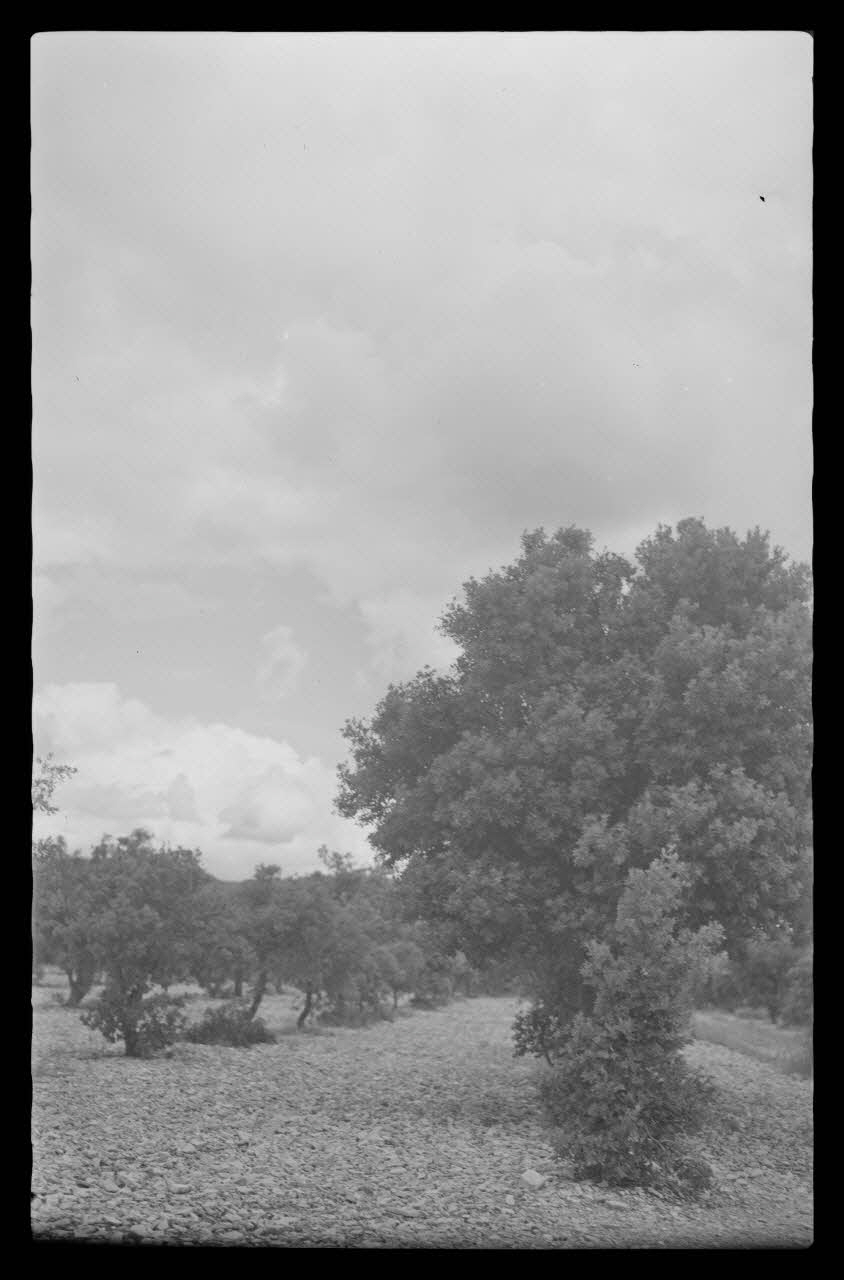 Mireille Place photographie Plantation de chênes truffiers Provence-Alpes-Côte d'Azur, France 1938/9/22 Ph.1938.11.116 Photo