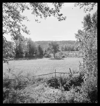 photographie Prairie. Alpilles Ph.1941.124.102  Photo