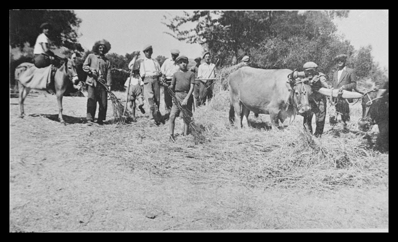 F. Agostini photographie Place du couvert. Dépiquage, balayage de blé pour le ramener sous les sabots des bœufs. Balais de bruyère Corse, France 1942/7/1 Ph.1942.138.3 Photo