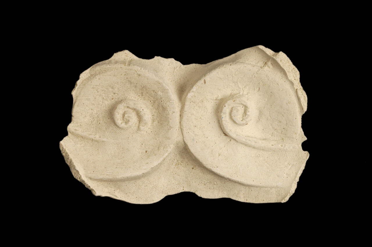 Robert Le Meunier moulage Décor d'une armoire (deux volutes) Haute-Normandie, France 1941/8/19 1941.36.33 Photo Mucem / Anne Maigret