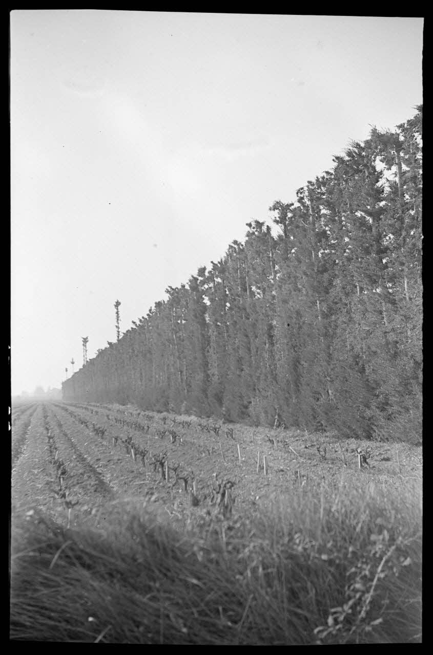 Roger Pepiot photographie Rideau de cyprès Provence-Alpes-Côte d'Azur, France 1944/1/31 Ph.1945.15.38 Photo