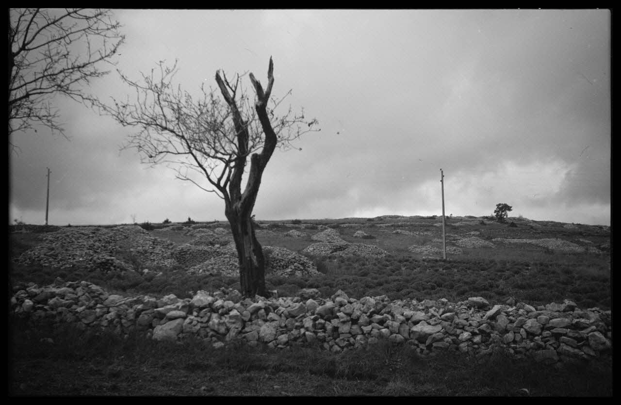 Roger Pepiot photographie Lavande au milieu des "clapiers" Provence-Alpes-Côte d'Azur, France 1944/11/1 Ph.1945.15.82 Photo