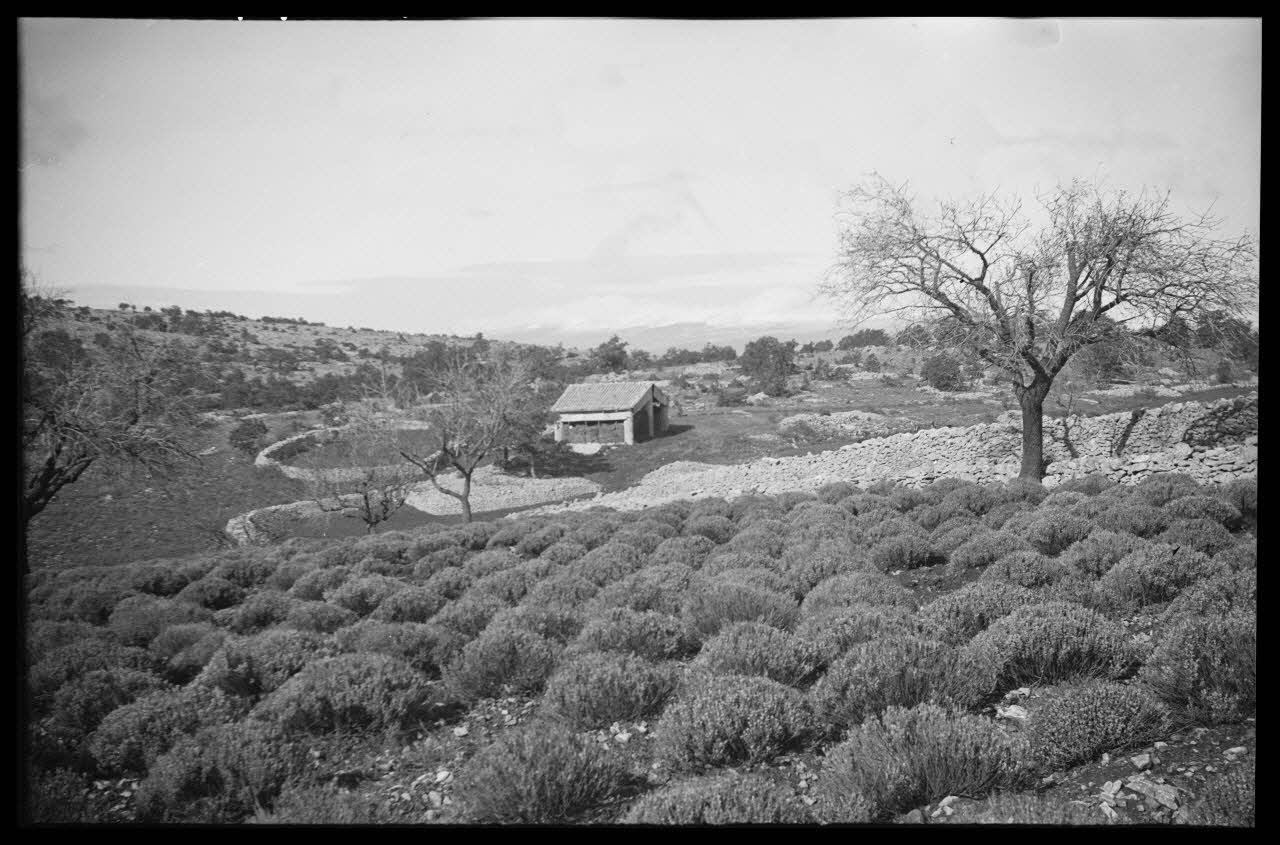 Roger Pepiot photographie Chez Monsieur Camille Jussian. Lavande au milieu des "clapiers" Provence-Alpes-Côte d'Azur, France 1944/11/1 Ph.1945.15.94 Photo