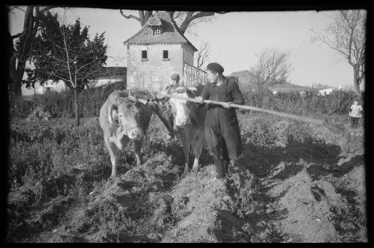 Bernard photographie Le métayer au labour Aquitaine, France 1944/11/14 Ph.1945.18.8 Photo