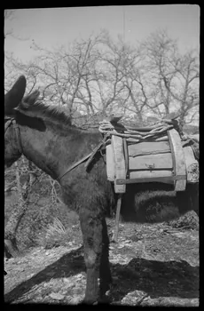 Max photographie Bât corse sur petit âne Corse, France 1946/5/1 Ph.1946.101.11  Photo