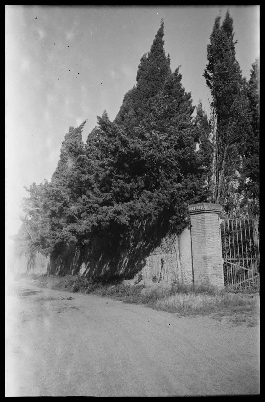 Raffi photographie Haie de roseaux et de cyprès Languedoc-Roussillon, France 1946/6/1 Ph.1946.114.46 Photo