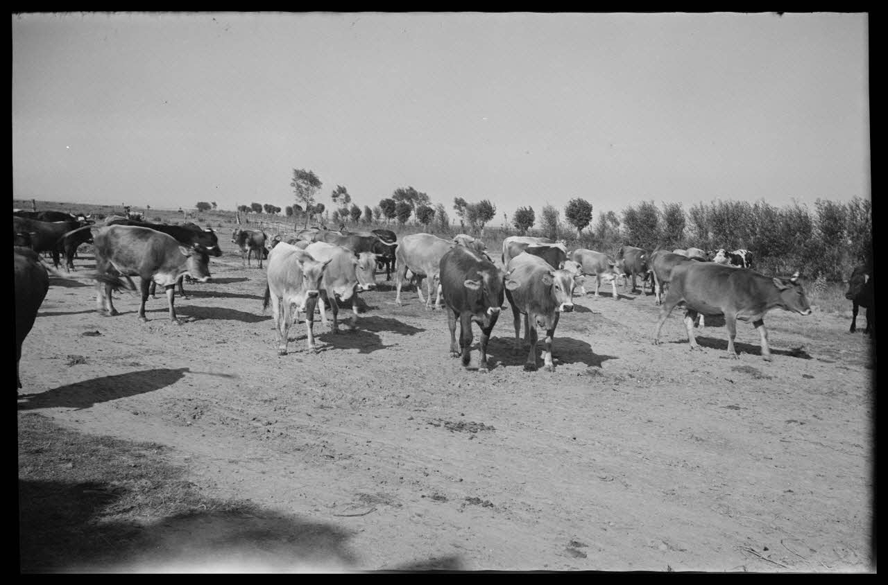 Raffi photographie Mas d'Uston. Animaux rentrant à l'étable pour la traire Languedoc-Roussillon, France 1946/6/1 Ph.1946.114.50 Photo
