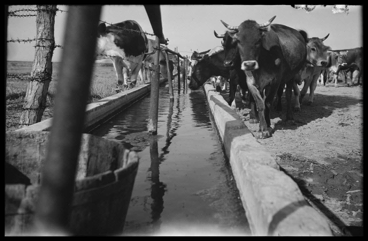 Raffi photographie Mas d'Uston. L'abreuvoir Languedoc-Roussillon, France 1946/6/1 Ph.1946.114.51 Photo