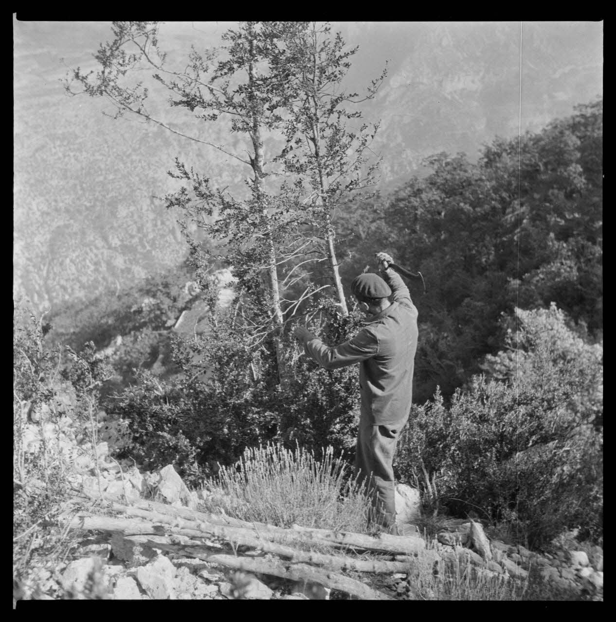 Occhipinti négatif Fabrication de la boule de buis : la coupe du buis dans la montagne de Marges Provence-Alpes-Côte d'Azur, France 1946/10/1 Ph.1946.141.1.1-2 Photo Mucem / Occhipinti