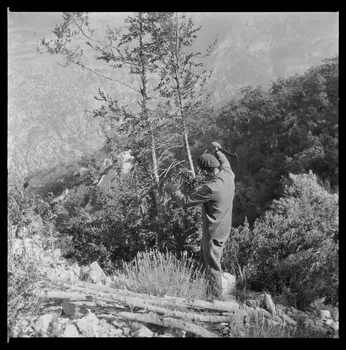 Occhipinti négatif Fabrication de la boule de buis : la coupe du buis dans la montagne de Marges Provence-Alpes-Côte d'Azur, France 1946/10/1 Ph.1946.141.1.1-2  Photo Mucem / Occhipinti