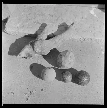 Occhipinti négatif Fabrication d'une boule de buis de la racine à la boule terminée Provence-Alpes-Côte d'Azur, France 1946/10/1 Ph.1946.141.15.1-2  Photo Mucem / Occhipinti
