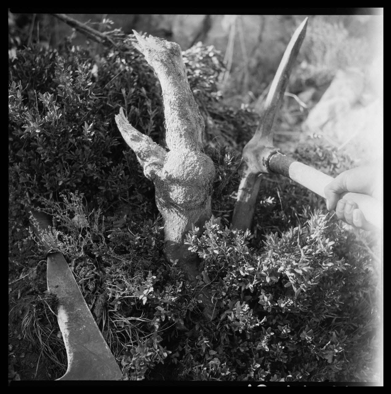 Occhipinti négatif Fabrication de la boule de buis : arrachage à la pioche de la racine de buis Provence-Alpes-Côte d'Azur, France 1946/10/1 Ph.1946.141.2.1-2 Photo