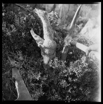 Occhipinti négatif Fabrication de la boule de buis : arrachage à la pioche de la racine de buis Provence-Alpes-Côte d'Azur, France 1946/10/1 Ph.1946.141.2.1-2  Photo